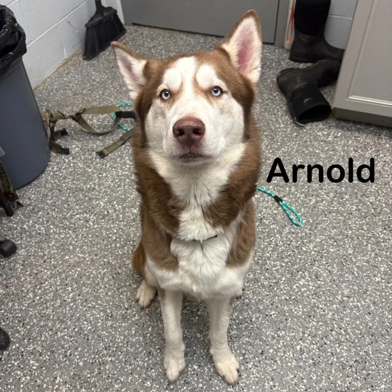An adult large-sized male Red / Chestnut / Orange Siberian Husky dog named Arnold for adoption in Parkersburg, WV