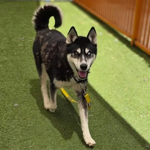 An adult large-sized male Siberian Husky dog named Bruno for adoption in Las Vegas, NV