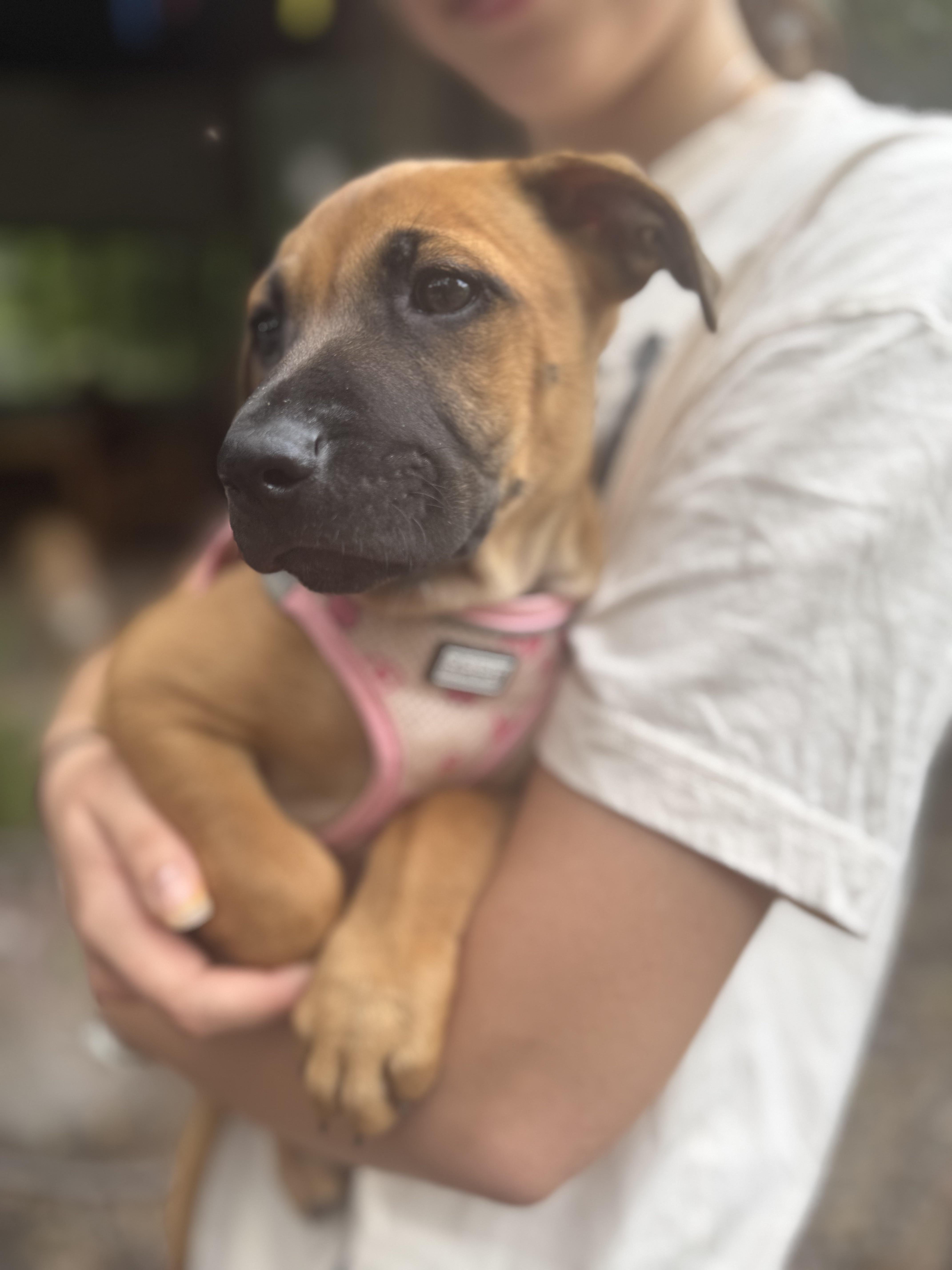 A baby medium-sized female Brown / Chocolate Labrador Retriever dog named Pixie for adoption in Austin, TX