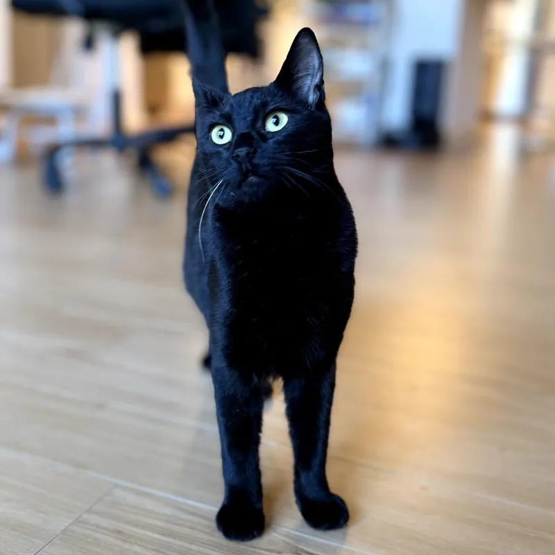 An adult medium-sized male Black Domestic Short Hair cat named Guideon for adoption in Union City, CA