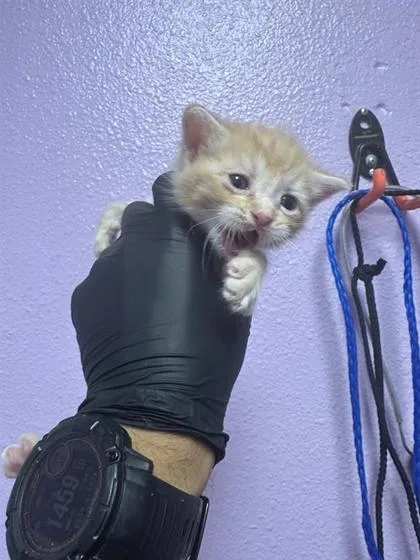 A baby small-sized male Orange / Red Domestic Short Hair cat named 61647745 for adoption in El Paso, TX