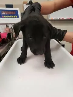 A baby medium-sized female Black Australian Cattle Dog / Blue Heeler dog named Electra for adoption in Allen, TX