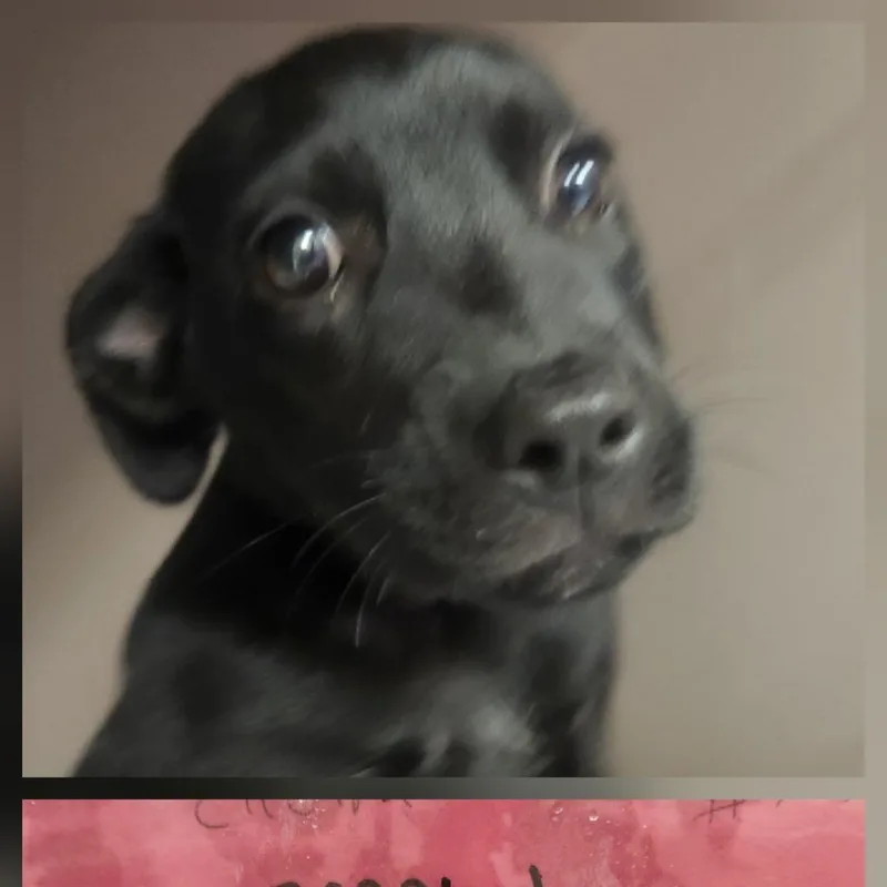 Electra thumbnail 2