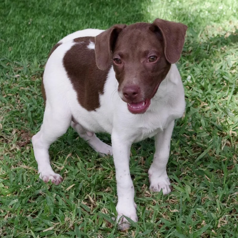 A baby small-sized male White / Cream Mixed Breed dog named Baby Hudson for adoption in Miami, FL
