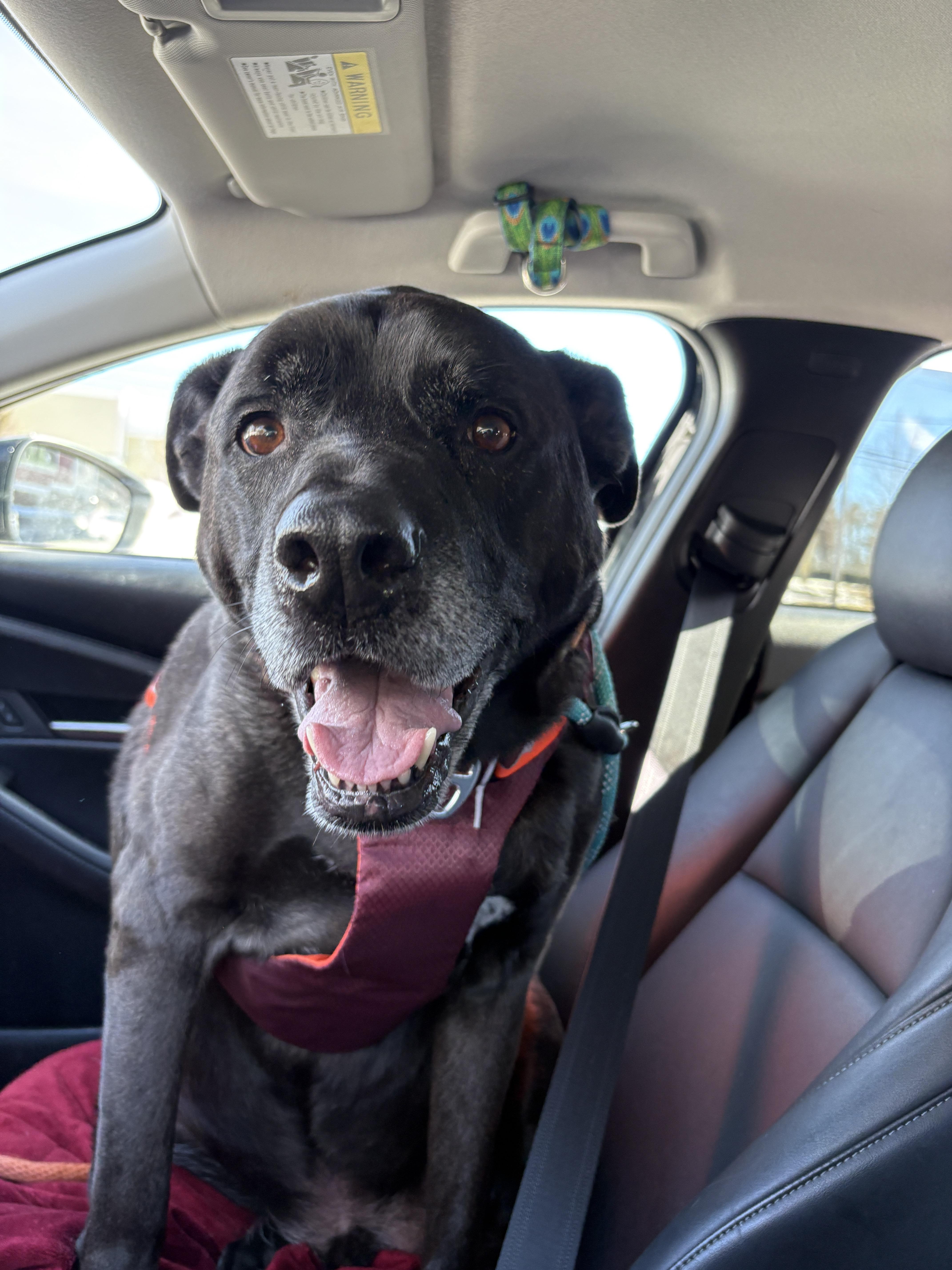 Dozer And Minni thumbnail 3