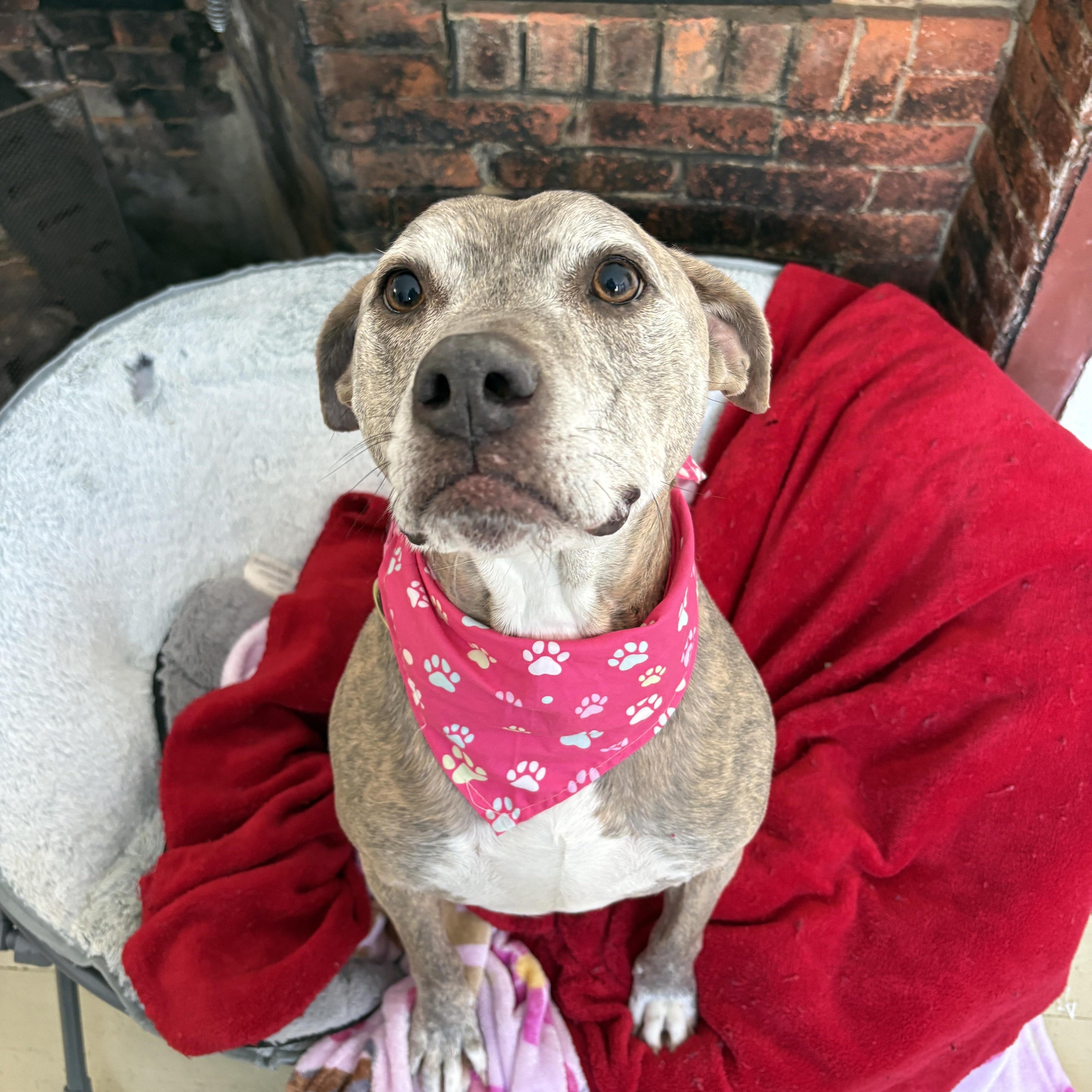 Dozer And Minni thumbnail 5