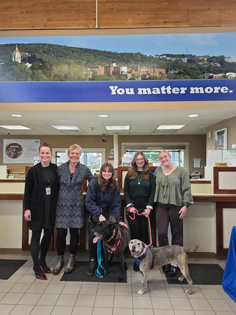 An adult large-sized female Bicolor Mixed Breed dog named Dozer And Minni for adoption in New Boston, NH