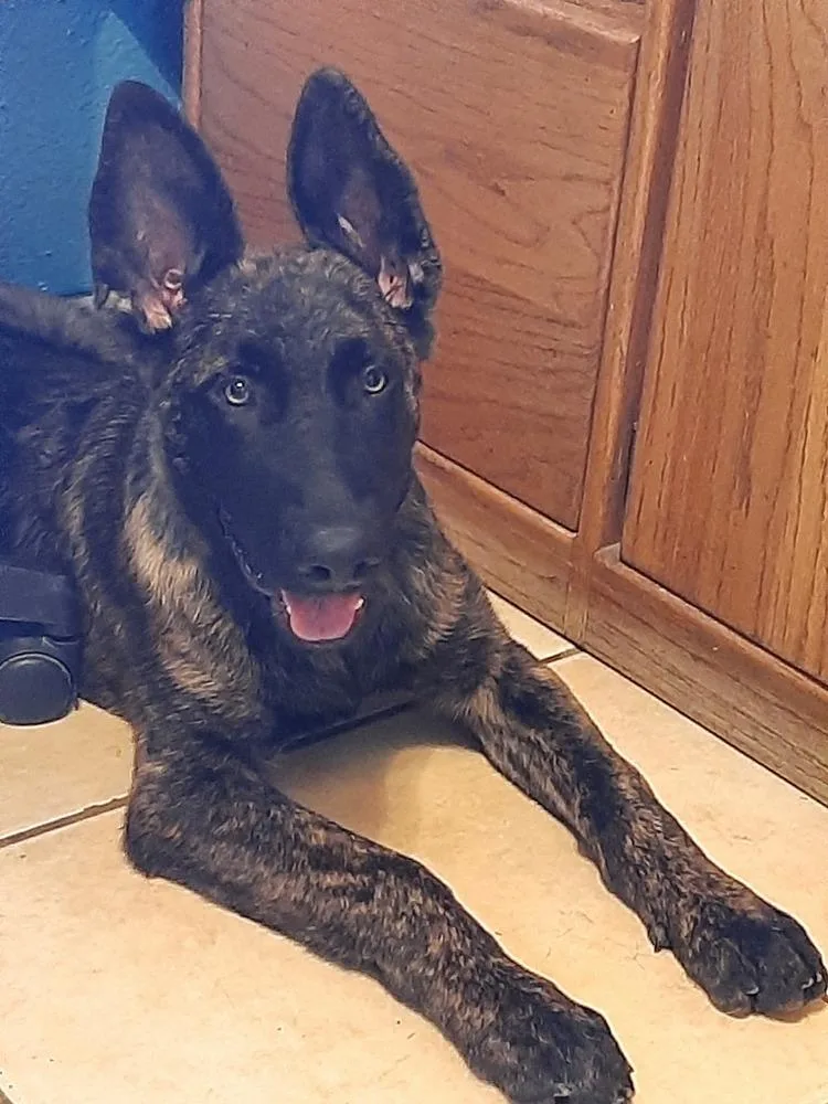 Sully Jr Located In thumbnail 2