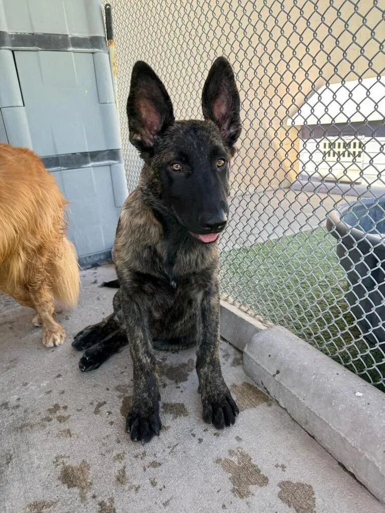 Sully Jr Located In thumbnail 4