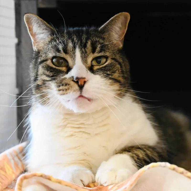 A senior medium-sized female Tabby (Gray / Blue / Silver) Tabby cat named Tammy for adoption in Washington, PA
