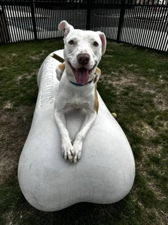 A young large-sized female Pit Bull Terrier dog named Kenya for adoption in Toledo, OH