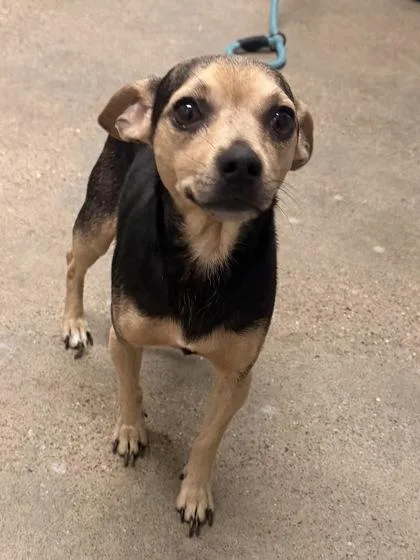 A young small-sized male Chihuahua dog named Gordon for adoption in Cleveland, OH
