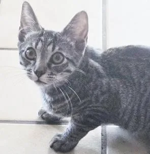 A baby medium-sized male Tabby (Tiger Striped) Tabby cat named BuddyJA for adoption in North Highlands, CA