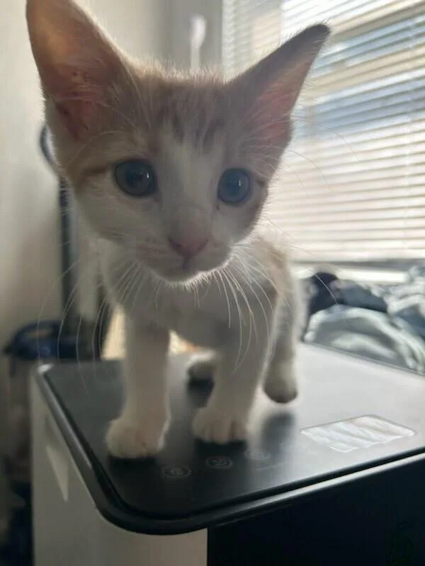 A baby small-sized male Domestic Short Hair cat named Splash HS for adoption in Peoria, IL