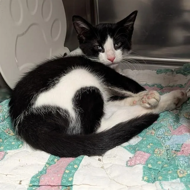 A baby small-sized female Domestic Short Hair cat named Pepsi for adoption in Olivette, MO