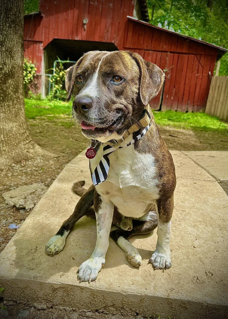 An adult large-sized male Pit Bull Terrier dog named Bosco for adoption in Nashville, TN