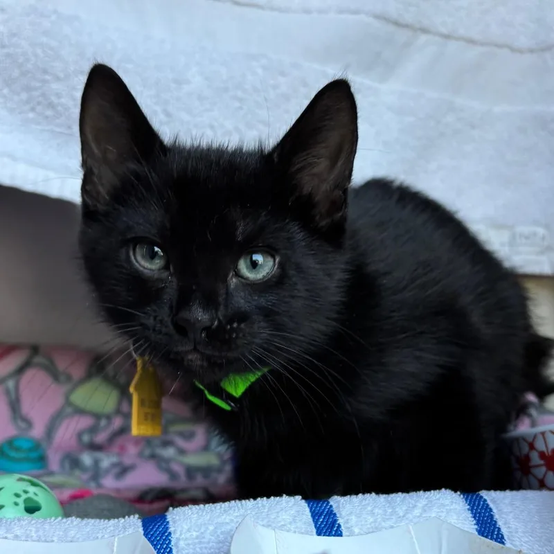 A baby small-sized male Black Domestic Short Hair cat named Quasimodo for adoption in Springfield, MA