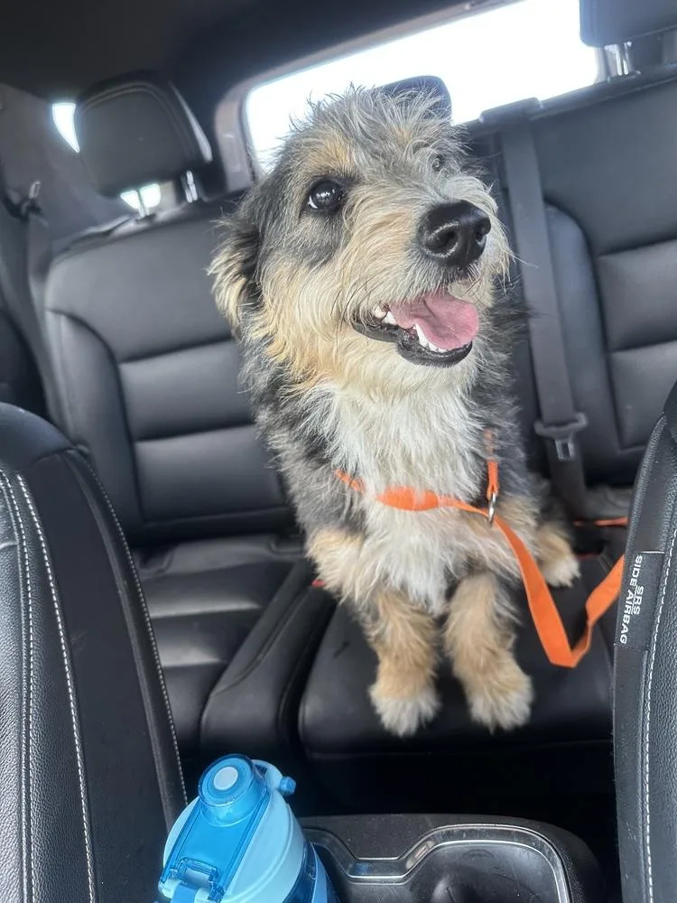 A young medium-sized female Poodle dog named Boots for adoption in Shawnee, OK