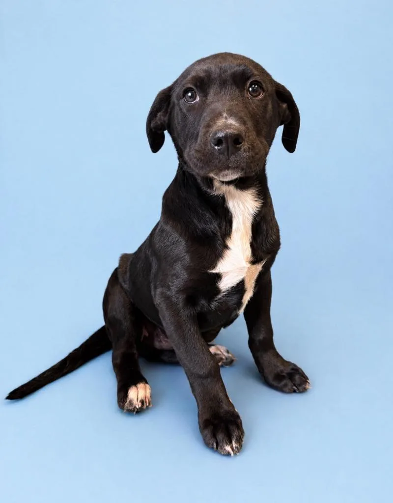 A baby medium-sized male Mixed Breed dog named Ned Stark for adoption in Rock Springs, WY