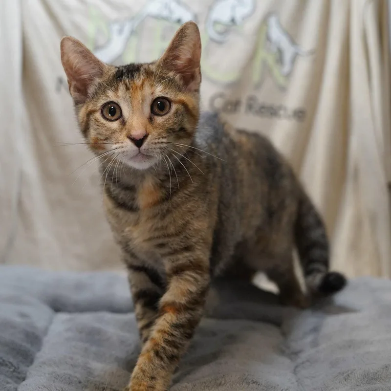 A baby medium-sized female Calico cat named Maya for adoption in Garland, TX
