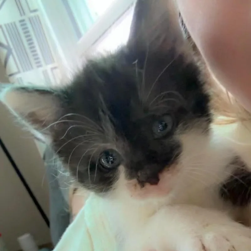 A baby small-sized female White Domestic Short Hair cat named Poppy for adoption in Chillicothe, IL