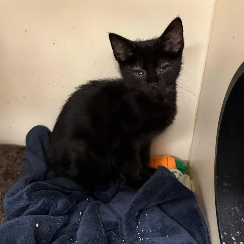 A baby small-sized female Black Domestic Short Hair cat named Lavern for adoption in Wilmington, DE