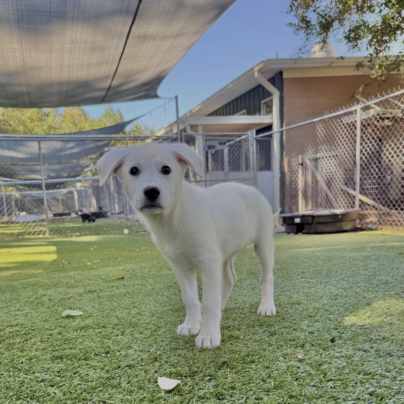 A baby large-sized female Apricot / Beige Husky dog named Rowan for adoption in Salisbury, NC