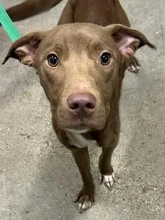 A baby medium-sized male Brown / Chocolate Pit Bull Terrier dog named Bogart for adoption in Cleveland, OH