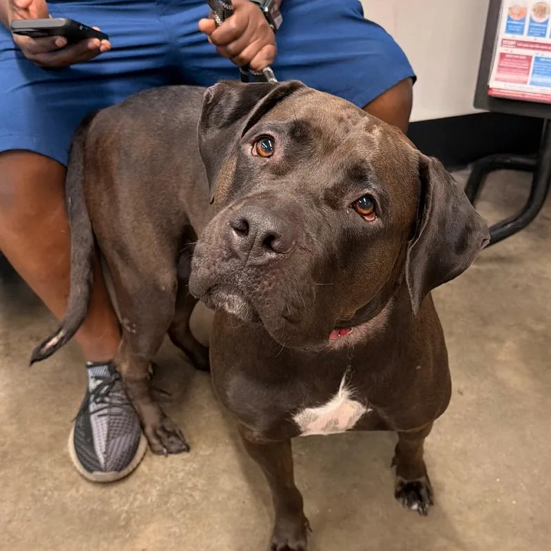 A young large-sized female Brown / Chocolate Terrier dog named Lynn for adoption in Tampa, FL