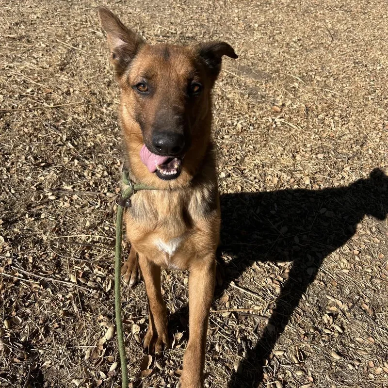 Chestnut thumbnail 3