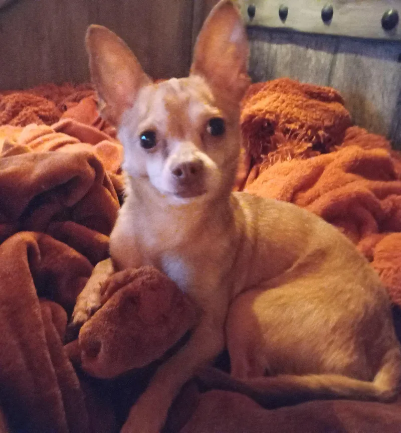 A young small-sized male Red / Chestnut / Orange Chihuahua dog named Gracious Lil Mr Grogu for adoption in Albuquerque, NM