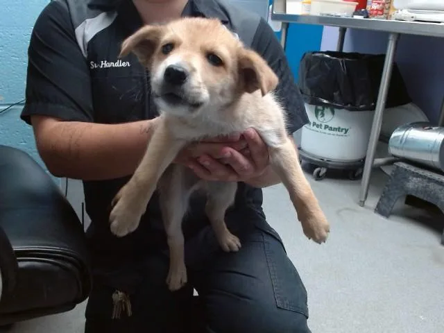 A baby small-sized male Australian Cattle Dog / Blue Heeler dog named Salt for adoption in Albuquerque, NM
