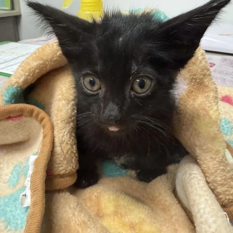 A baby small-sized male Black Domestic Short Hair cat named Yoki Batman for adoption in Austin, TX