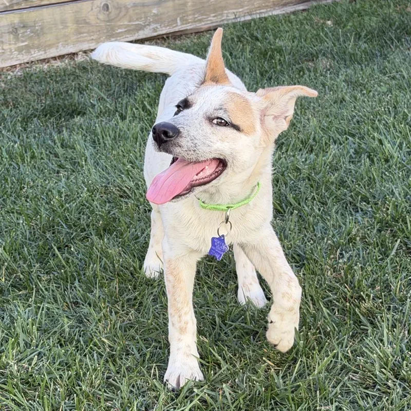 A baby medium-sized female White / Cream Cattle Dog dog named Meggy for adoption in San Francisco, CA