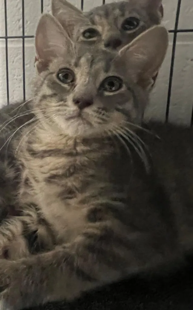 An adult small-sized female Domestic Short Hair cat named Banana for adoption in Marion, OH