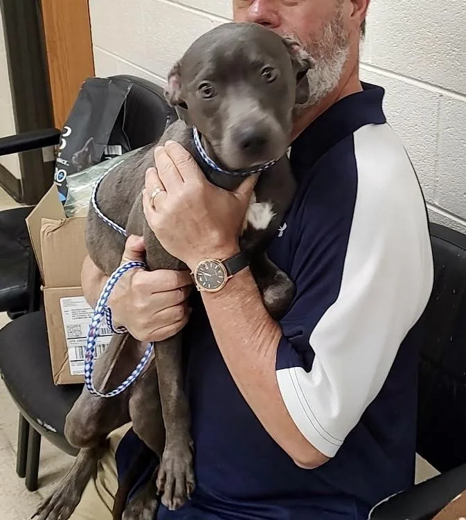 An adult medium-sized female Pit Bull Terrier dog named Happy for adoption in Mooresville, NC