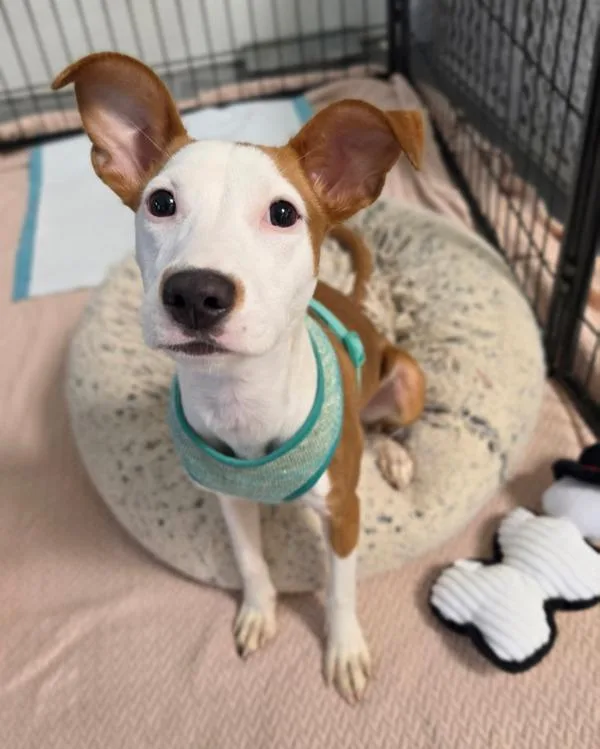 A young small-sized female Whippet dog named Sweet Pea for adoption in Novato, CA