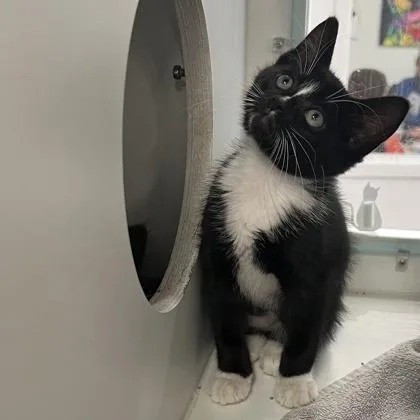 A baby small-sized male Domestic Short Hair cat named Hazelnut for adoption in Voorhees, NJ
