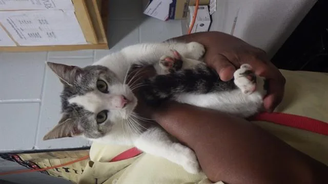 A young small-sized female Domestic Short Hair cat named Ivypool for adoption in Augusta, GA