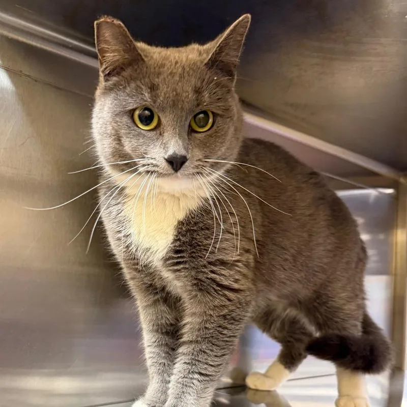 An adult small-sized female Gray / Blue / Silver Domestic Short Hair cat named Raye for adoption in Hemet, CA