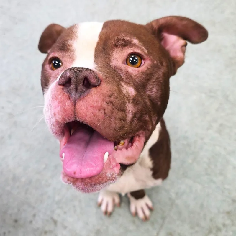 An adult medium-sized male Red / Chestnut / Orange Boxer dog named Gary for adoption in Michigan City, IN
