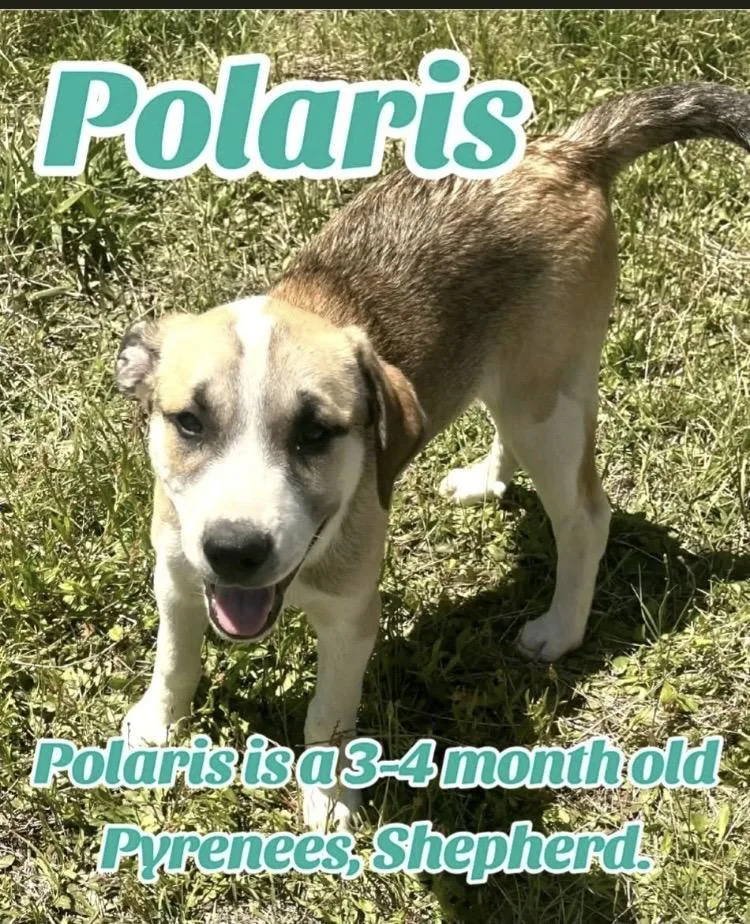 A baby large-sized male Great Pyrenees dog named Polaris for adoption in Paradise, TX
