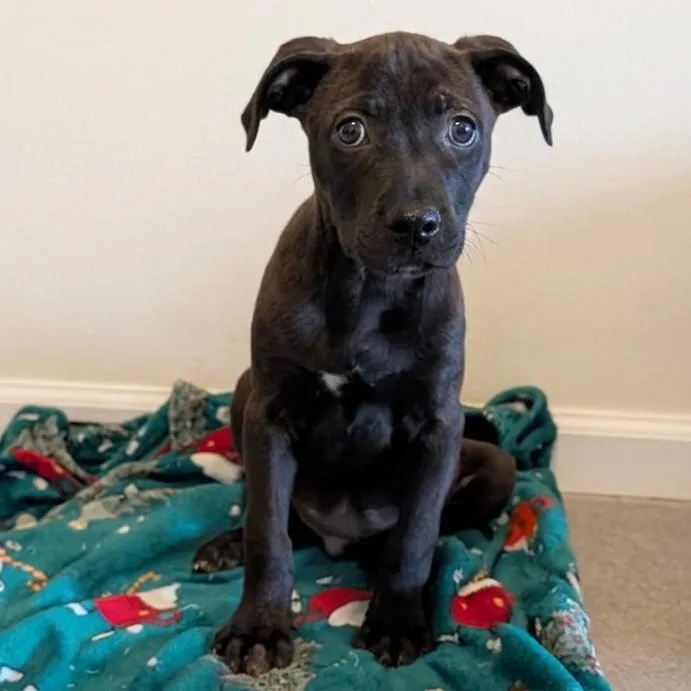 A baby small-sized male Black Mixed Breed dog named Razorvex for adoption in Fredericksburg, VA
