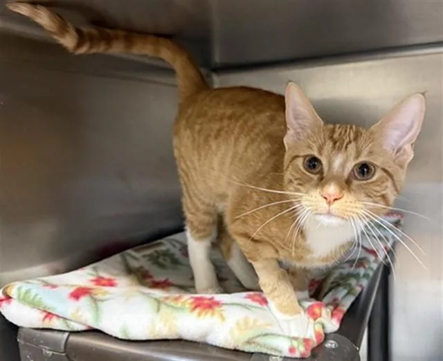 A baby large-sized female Domestic Short Hair cat named Raddiant for adoption in Aurora, IL