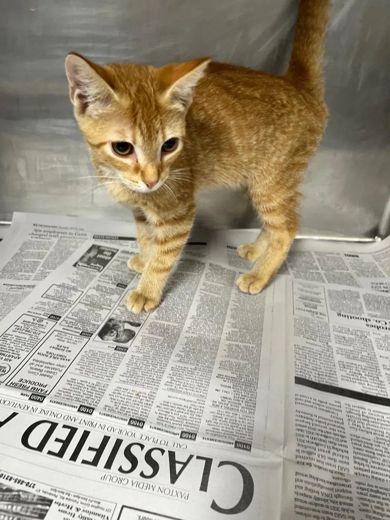 A baby small-sized female Domestic Short Hair cat named Claire for adoption in Hopkinsville, KY