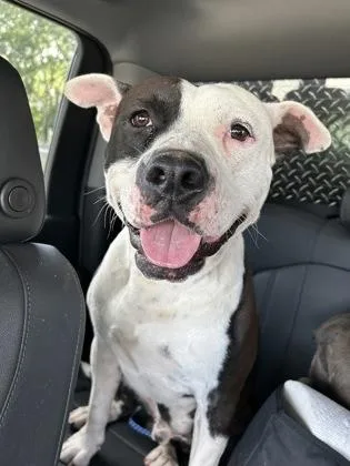 An adult medium-sized male White / Cream Terrier dog named Tormund for adoption in Cibolo, TX