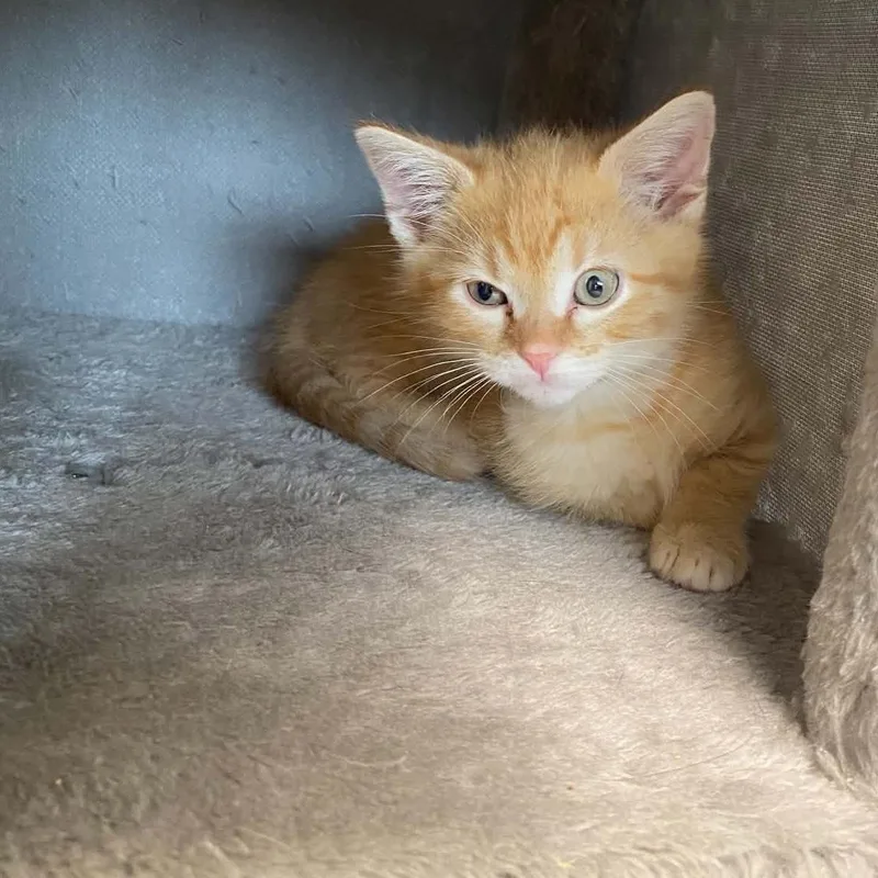 A baby medium-sized male Tabby (Orange / Red) Domestic Short Hair cat named Frappe for adoption in Nevada, MO