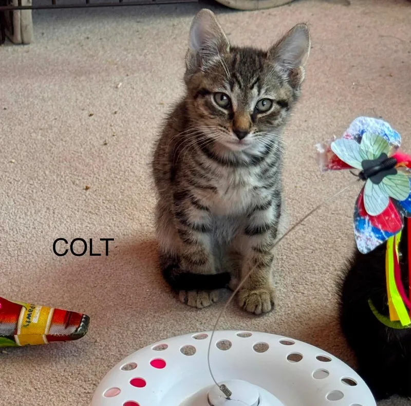 A baby small-sized male Domestic Short Hair cat named Colt Boy for adoption in Gorham, ME