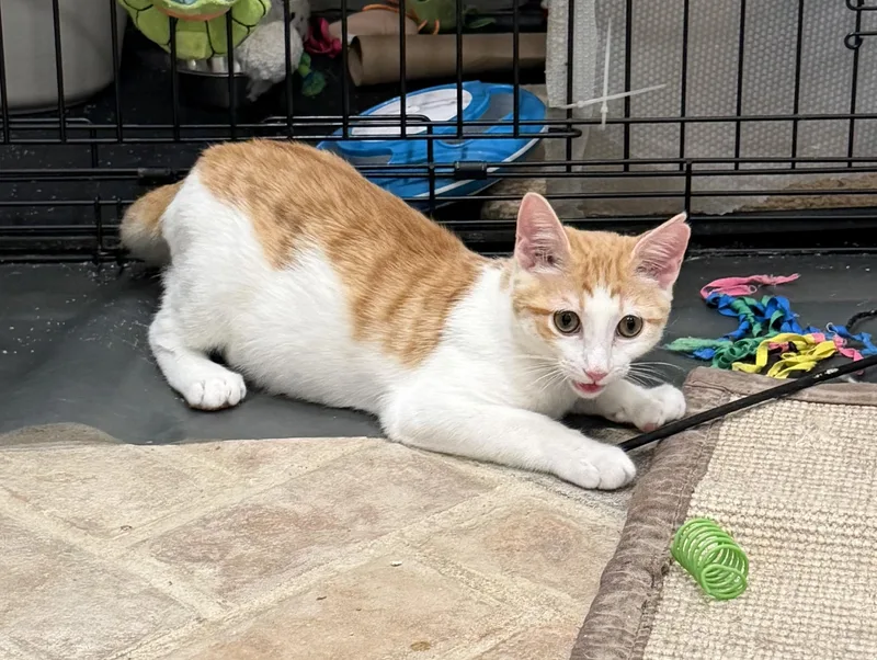 A baby medium-sized male Orange & White Domestic Short Hair cat named Pitten  Riley Fuzzel for adoption in Spring, TX