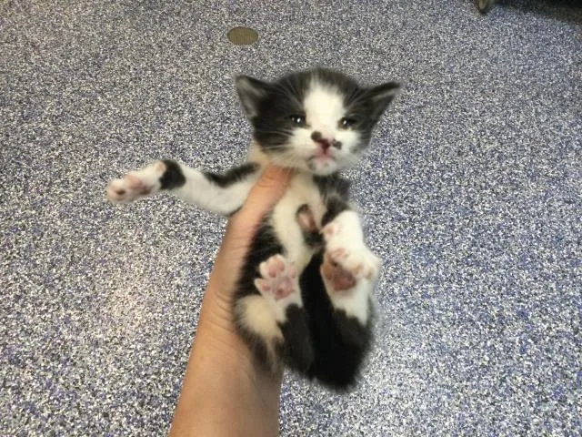 A young small-sized female Domestic Short Hair cat named Wobbles for adoption in Thousand Palms, CA